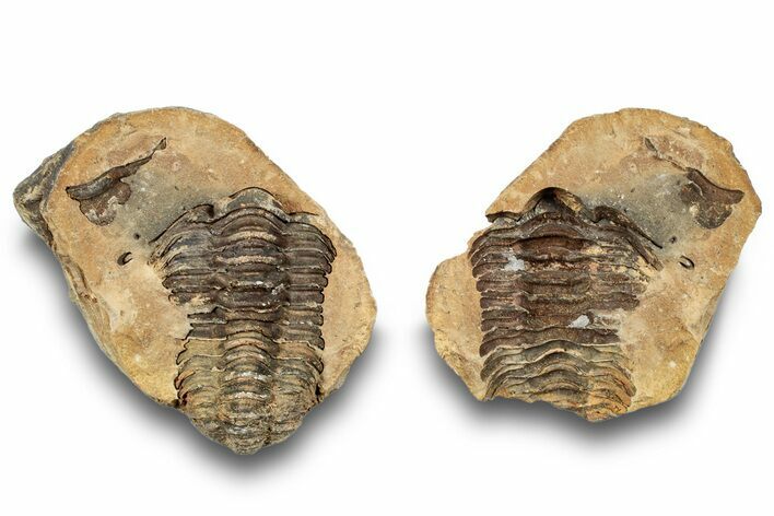 Fossil Calymene Trilobite In Nodule (Pos/Neg) - Morocco #251740
